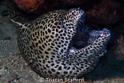 Laced Moray by Tristan Stafford 